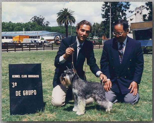 miniature schnauzer kennel club