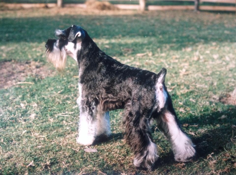 top schnauzer breeders