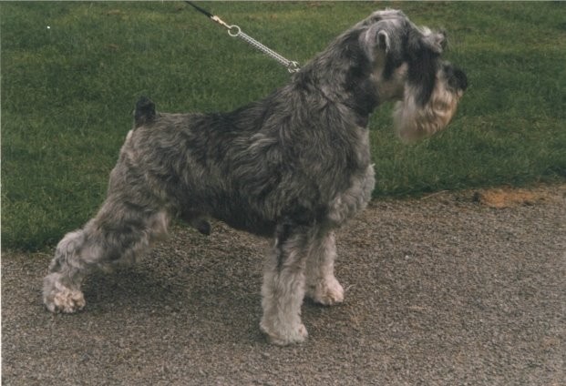 top schnauzer breeders